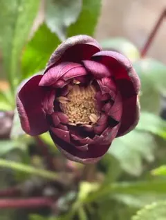 2026年最新】トルカータスの人気アイテム - メルカリ