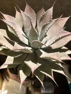 2025年最新】イシスメンシスの人気アイテム - メルカリ