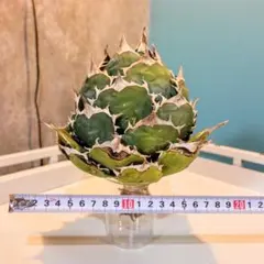 2026年最新】アガベ チタノタの人気アイテム - メルカリ