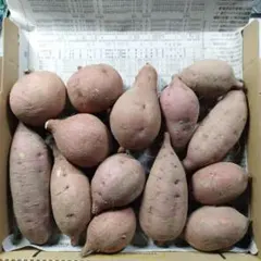 国産　農薬不使用　安納芋　サツマイモ　⑥