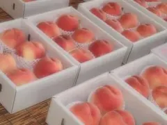 山梨の甘い桃　お手頃サイズを2キロの箱に6個詰めて発送　ももやのきよし　お買い得のサムネイル