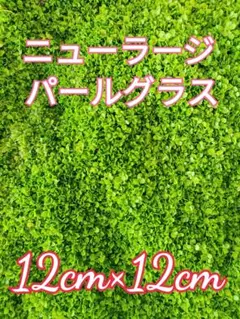2025年最新】ニューラージパールグラスの人気アイテム - メルカリ