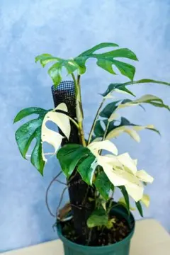 2026年最新】ラフィドフォラ テトラスペルマ斑入りの人気アイテム