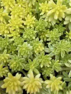 斑入りミセバヤ 多肉 カット苗 【6本】観葉植物 - メルカリ