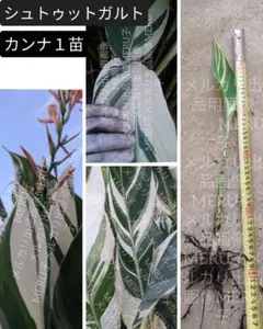 2026年最新】カンナ シュツットガルトの人気アイテム - メルカリ