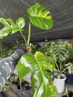 モンステラ ポルシギアナ　オーレア② モンステラ ボルシギアナ オーレア - メルカリ