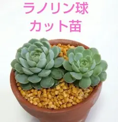 2025年最新】錦 苗の人気アイテム - メルカリ