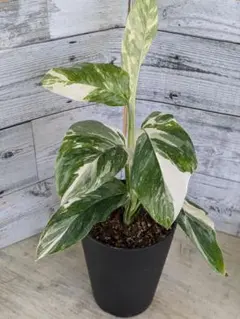 スパティフィラム ピカソ SPATHIPHYLLUM cv. `PICASSO` - メルカリ