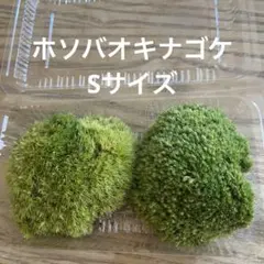 ホソバオキナゴケ　Sサイズのサムネイル