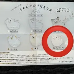 うちの子のけだまだま　ポメラニアン