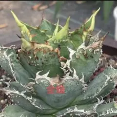 2025年最新】麻花龍 アガベの人気アイテム - メルカリ