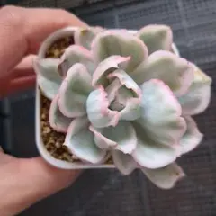 ネム様 リクエスト 2点 まとめ商品