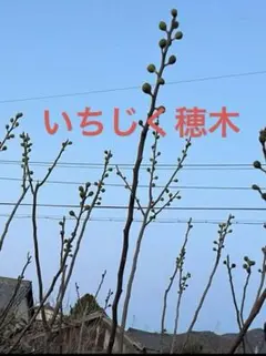2026年最新】イチジク穂木の人気アイテム - メルカリ