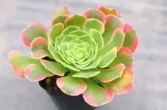 Anthurium AOS✖️RVDP斑入り - メルカリ