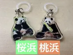 アドベンチャーワールド パンダファミリーのマルチチャーム 楓浜 めじ