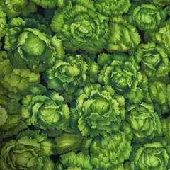 ★USAコットン*シーチング●レタス