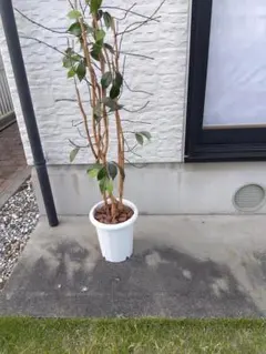 Top【選抜株】多肉植物 265710ホワイトファット綴化 12個 鉢無し/脱土
