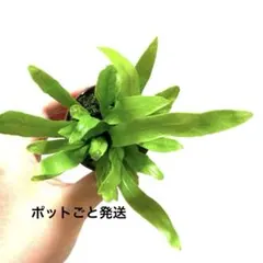 こけたま 苔玉 アスペルニウム 新芽いっぱい！ - メルカリ