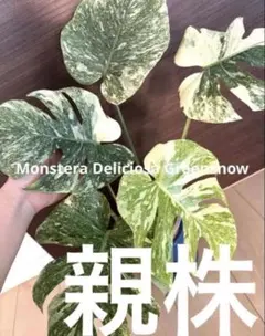 A5 モンステラ デリシオーサ ベトシオーサ セレクトエディション斑入り