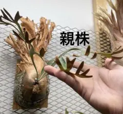 P. willinckii JH-1 子株 P. willinckii JH-1 子株 - メルカリ