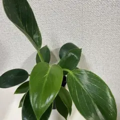 観葉植物 ラフィドフォラ・デクルシバ ドラゴンテール - メルカリ