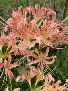 Mimi 現品のみ様 リクエスト 2点 まとめ商品