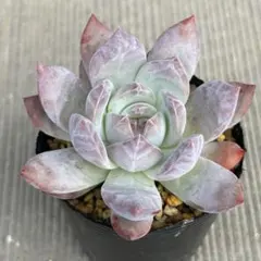 2025年最新】ホリコロ×リンゼアナの人気アイテム - メルカリ