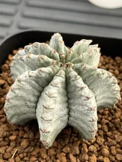 ウラオニ様 リクエスト 3点 まとめ商品