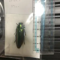 2026年最新】標本 昆虫 タマムシの人気アイテム - メルカリ