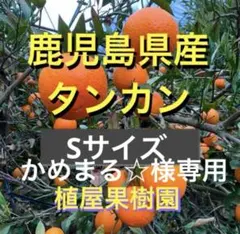 （鹿児島県産）かめまる☆様専用 熟成タンカン Sサイズ 4〜4.5k