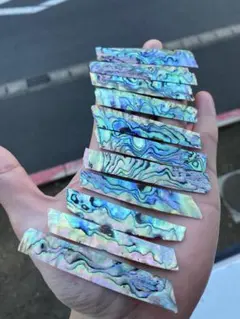 アワビ貝　ニュージーランド産　10枚セット