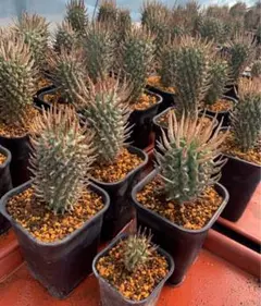 2025年最新】闘牛角の人気アイテム - メルカリ