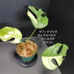 ラフィドフォラ・テトラスペルマ″パラゴン″【28】(鉢付き) 2025年最新】ラフィドフォラ パラゴンの人気アイテム - メルカリ