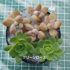 2025年最新】カット苗 多肉の人気アイテム - メルカリ