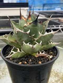 2026年最新】アガベハデスの人気アイテム - メルカリ