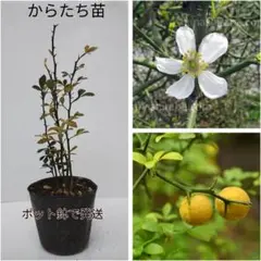 2026年最新】カラタチ 台木の人気アイテム - メルカリ