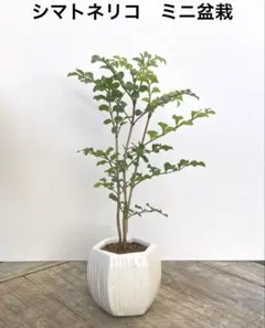 海賊様 リクエスト 2点 まとめ商品