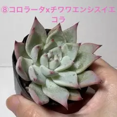 札付き✨️コロラータアウテンティカ・このまま発送・サボテン相談室 サボテン相談室 コロラータアウテンティカ - メルカリ