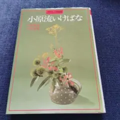 2025年最新】いけいけ池坊の人気アイテム - メルカリ