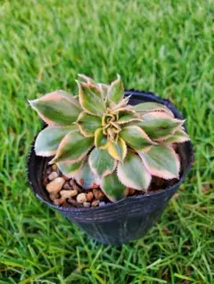 2026年最新】多肉植物アエオニウムの人気アイテム - メルカリ