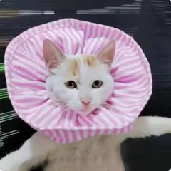 Item thumbnail for item 9dcc100a-0507-4a64-bb56-0f324f21152a