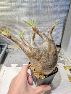 グラキリス最新入荷 現地球 グラキリス 現地球