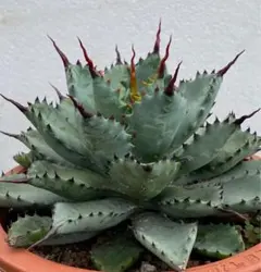 2025年最新】アガベ曲棘八荒雷神の人気アイテム - メルカリ