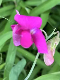 宿根スイートピー ✳︎鮮やかなピンクの花壇に✳︎強健種✳︎無農薬