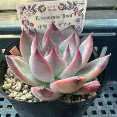 カ*ツ様 コロラータルーフ×中里リンゼアナ　コキリノさん苗　多肉植物のサムネイル