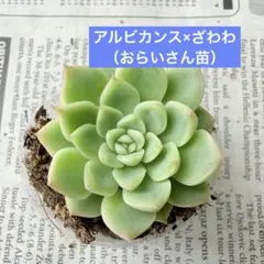 【アルビカンス×ざわわ】青札★おらいさん苗★札なしのサムネイル