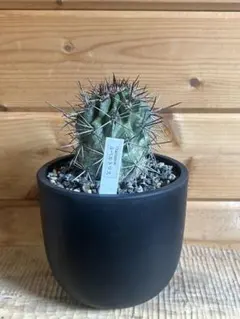 黒王丸 spicygem Copiapoa cinerea valiem鉢植込 - メルカリ