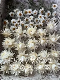 63・ヘリクリサムドライフラワー モハーブ 花材 リース ハーバリウム