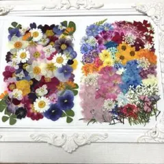 押し花素材☆お花いろいろセット☆*:.。.♡