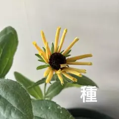 ルドベキア　チムチムニー　種　50粒